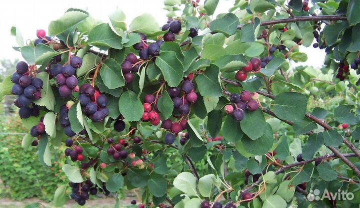 Саженцы Лимонника, Ирги