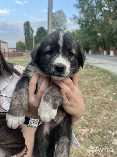 Щенки в добрые руки