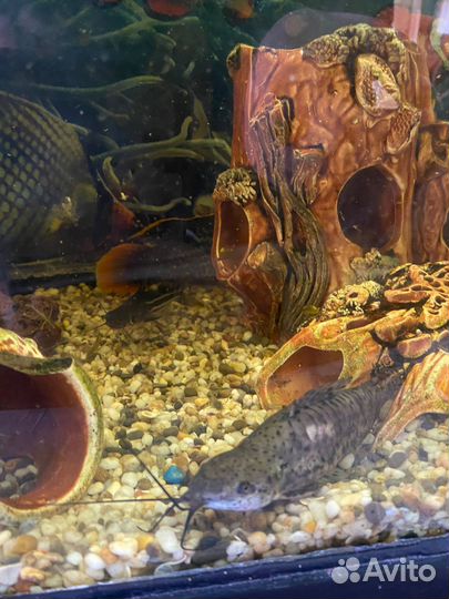 Сом таракатум