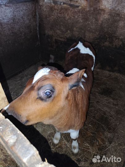 Телёнок бычок