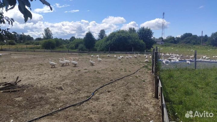 Гуси (племенное стадо)