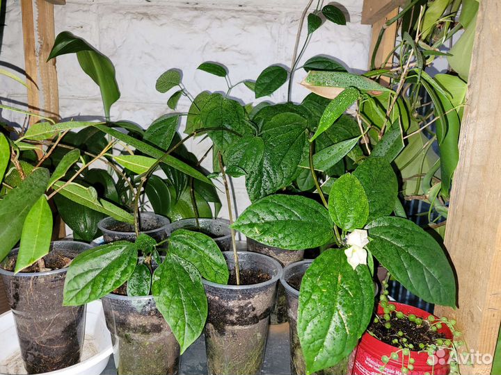 Клеродендрон