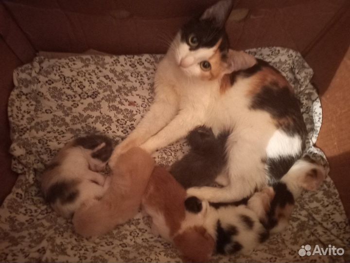 Котята в добрые руки