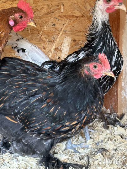 Молодые петушки