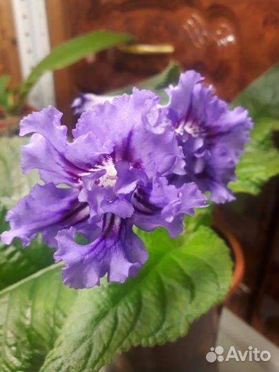 Стрептокарпусы (стрепсы)