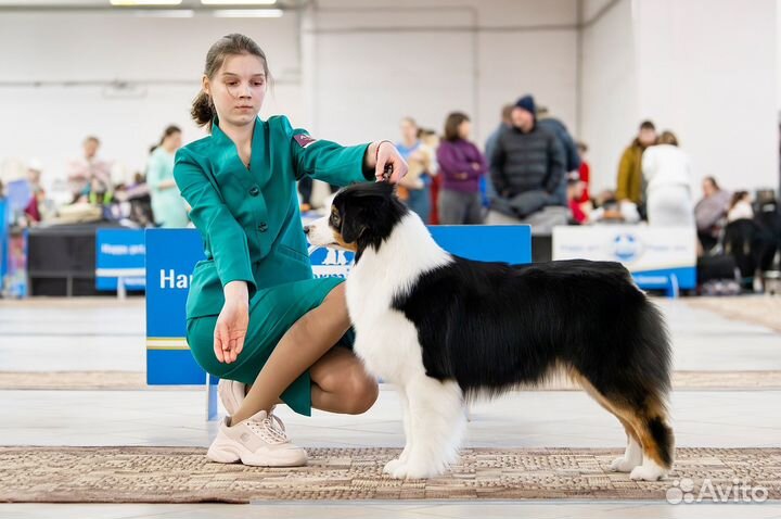 Услуги хендлера