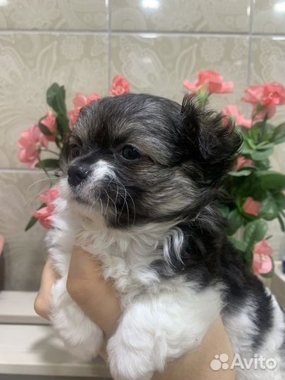 Чишечкакукольная