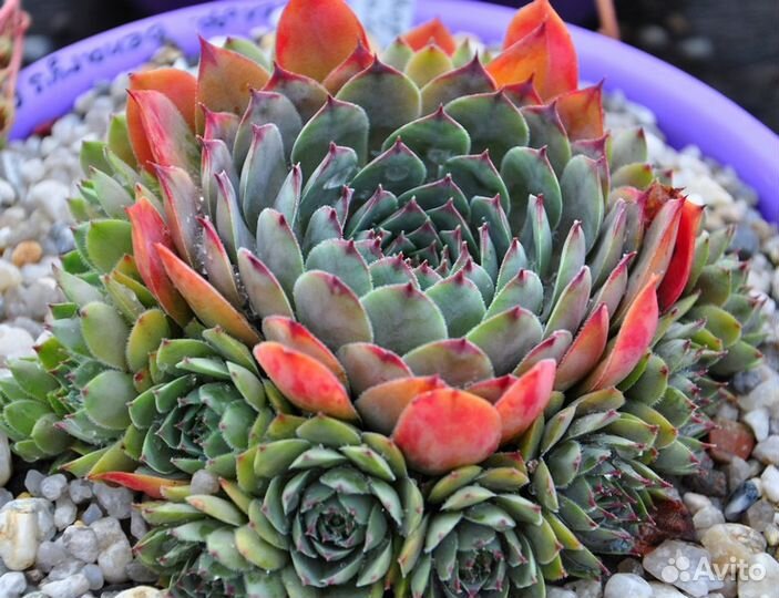 Молодило. Каменная Роза