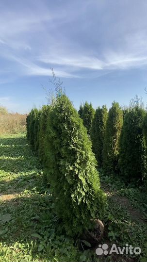 Саженцы Туи смарагд 2,59 метра