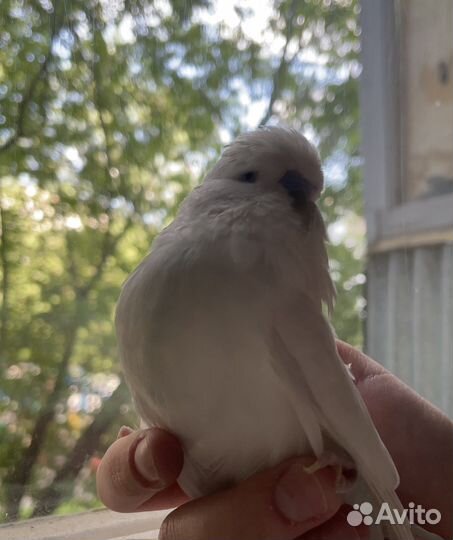 Волнистый попугай Чех