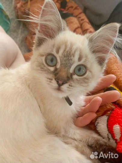 Тайская кошечка