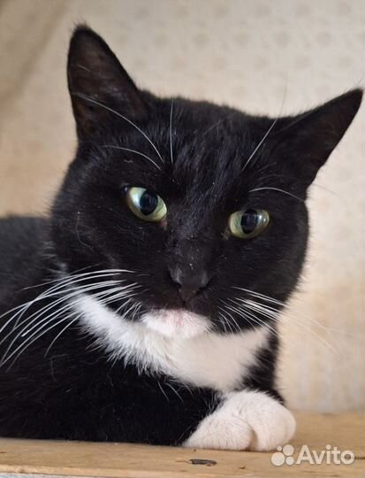 Кашка в добрые руки