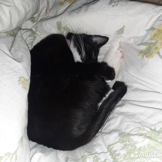 Догситтер, котоняня, выгул собак