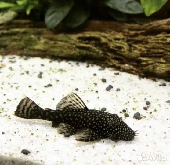 Красная лорикария, кр. неон, скалярии, анциструсы