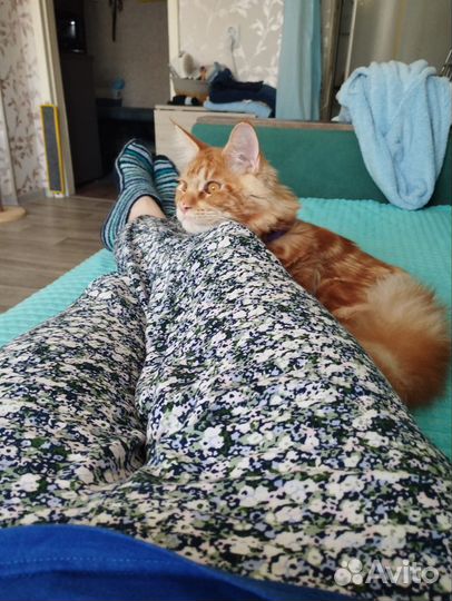 Отдам кота в добрые руки