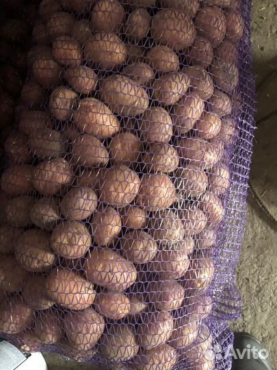 Семенной картофель