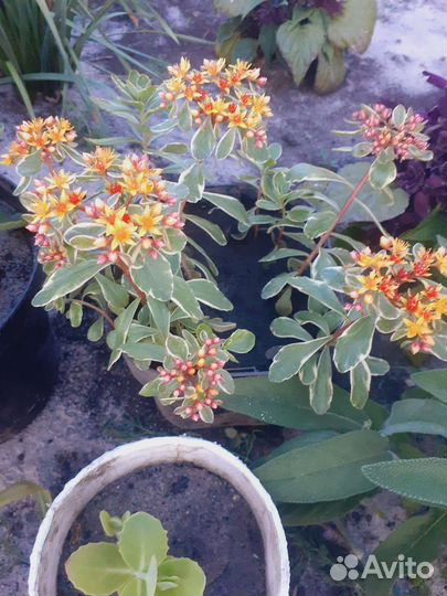 Очиток, вейгела, лён, гортензия, бадан