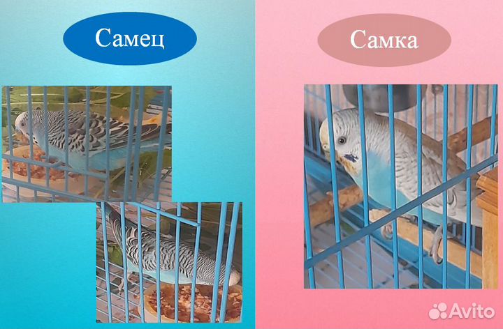 Самки волнистого попугая