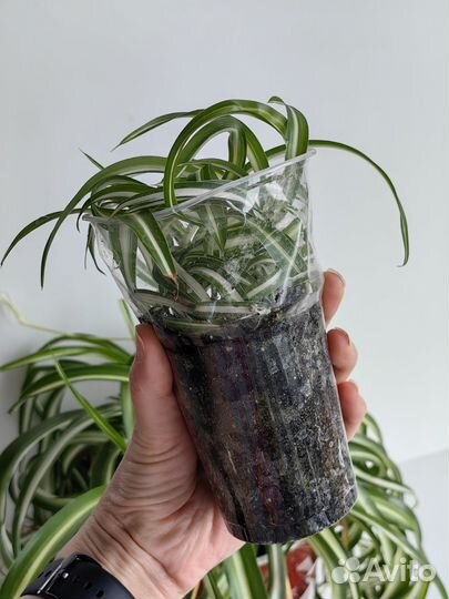 Детки хлорофитума хохлатого Бонни