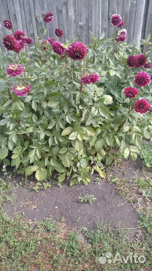 Георгины клубни