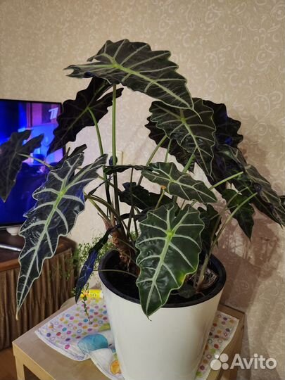 Алоказия полли