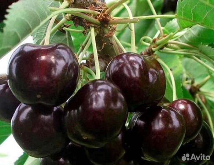 Черешня ипуть