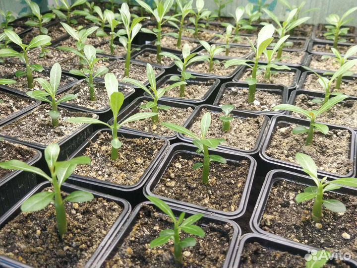 Семена Адениума обессума