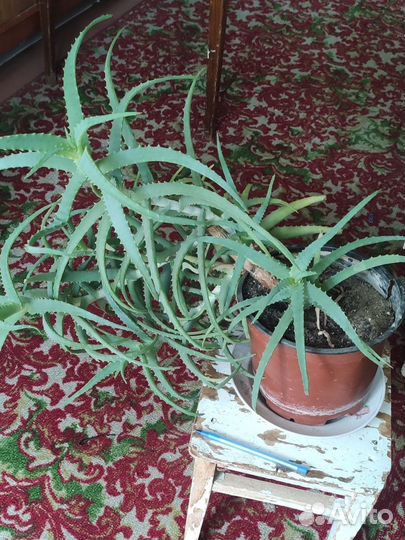 Алоэ Вера растение