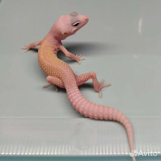 Реснитчатый бананоед, эублефары