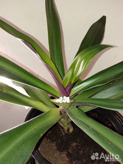 Рэо и Хлорофитум