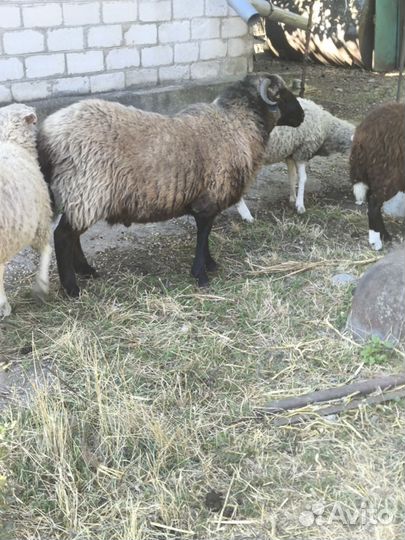 Овцы бараны