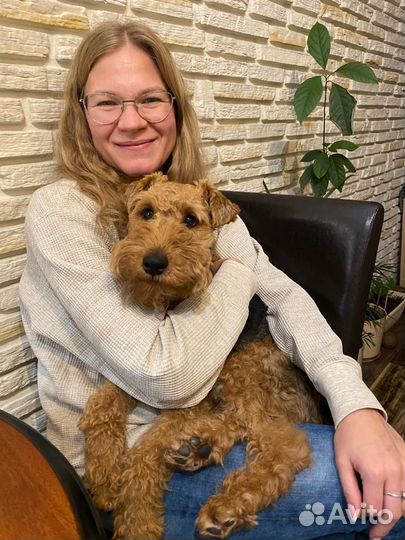 Зооняня: индивидуальная передержка собак