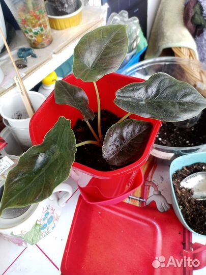 Обновлено.Алоказия Аzlani(клубень),хамелонема