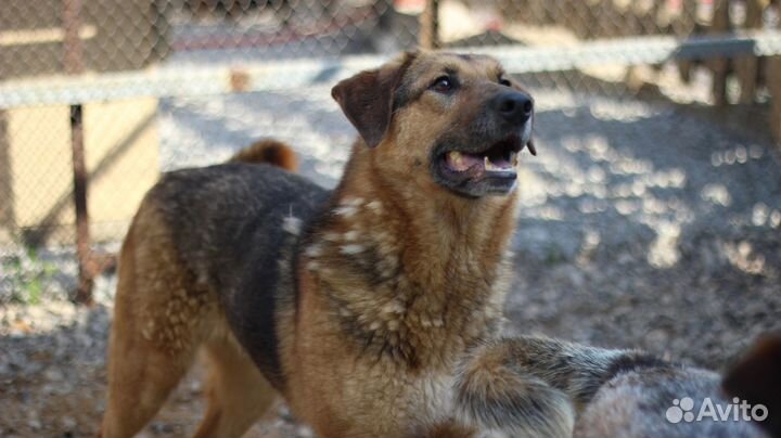 Девочка Самира