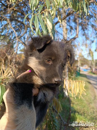 Отдам щенков в добрые руки