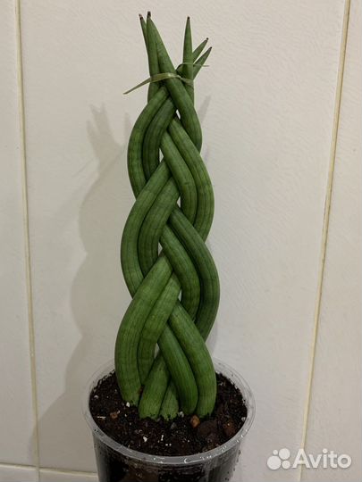 Сансевиерии сортовые