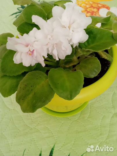 Фиалки цветущие