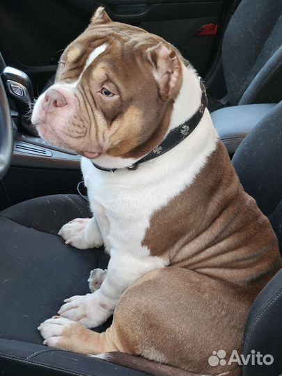 Вязка Американский булли