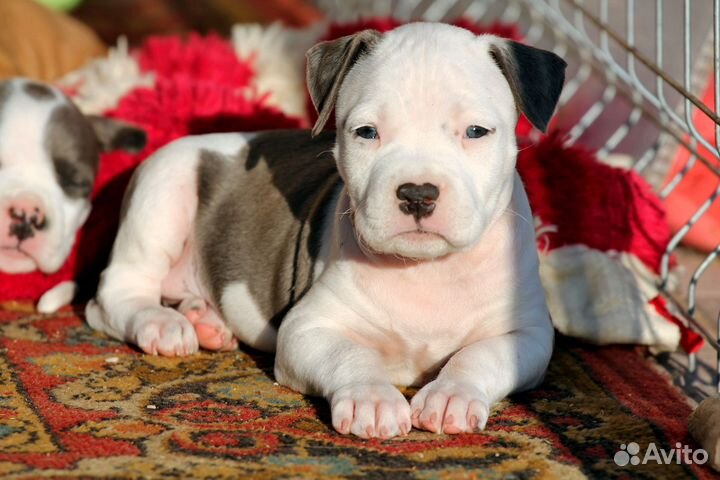 Девочки Амстаффа