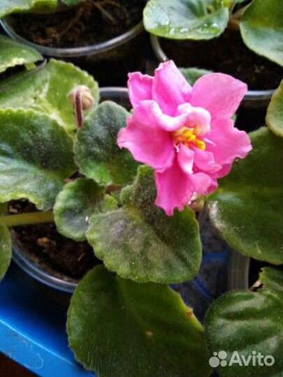 Фиалка махровая