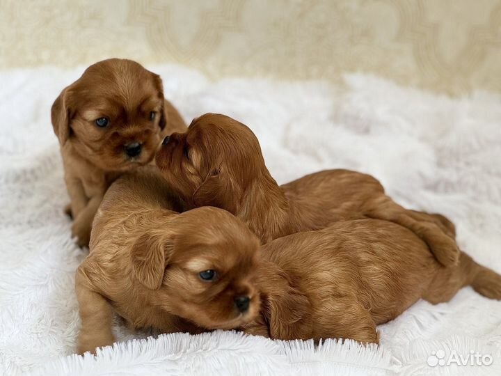 Кокер спаниель