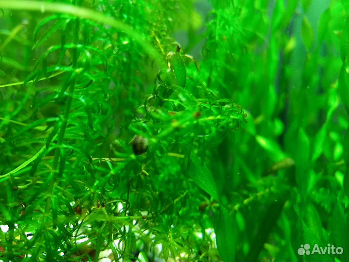 Теодоксус улитка 2-3 покаление на местной воде