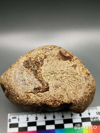 Позвонок цетотерии, Тамань