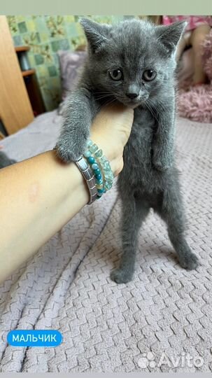 Британские котята