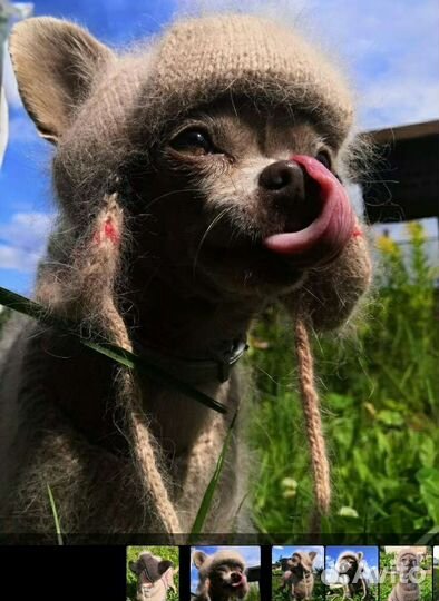 Шапочка для маленькой собачки