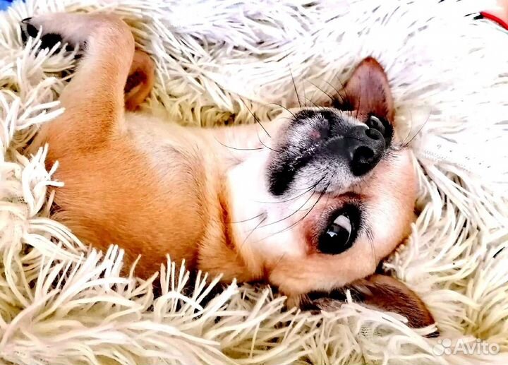 Вязка кобель чихуахуа