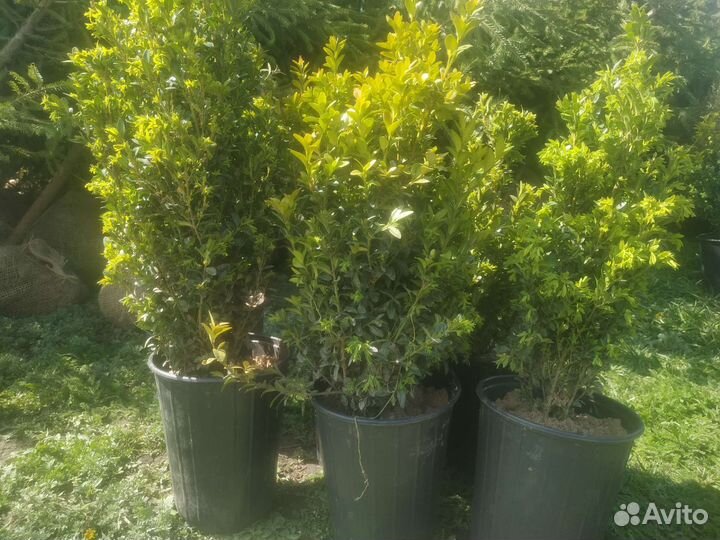 Самшит кусты