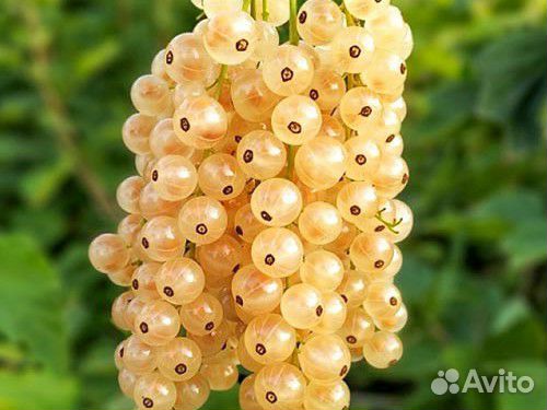 Саженцы смородины