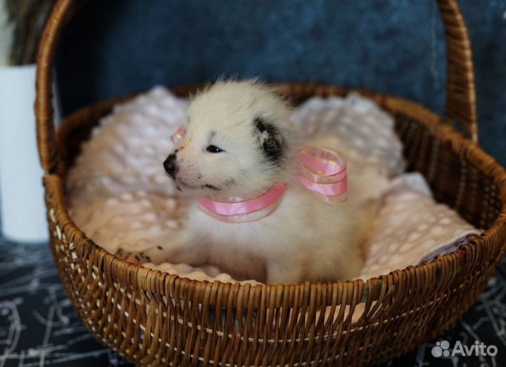 Продам щенков