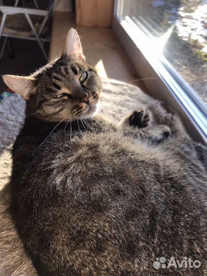 Кошка Рапунцель